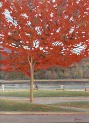 Rocky Point Maple